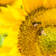 Illustration for article titled Intriguing New Research Suggests Honeybees Can Do Simple Math